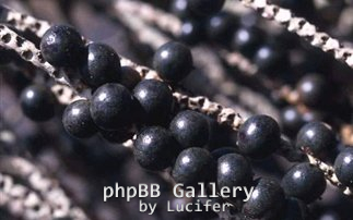 Acai-Berry