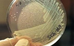 e-coli