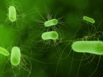 e-coli2