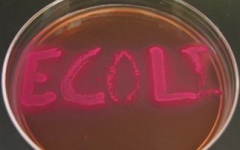 e-coli3