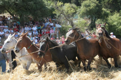 paradosiako-alonisma